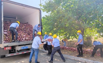 鄉(xiāng)村振興 | 情有所“薯” 我們?cè)谛袆?dòng)